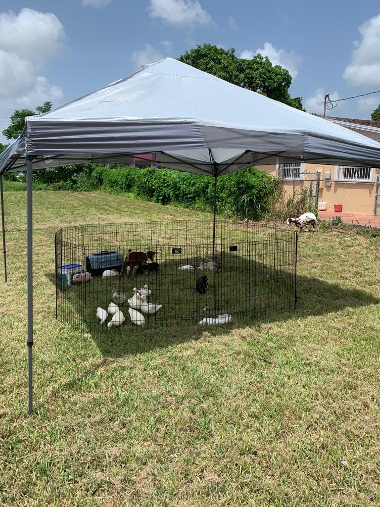 Petting Zoo